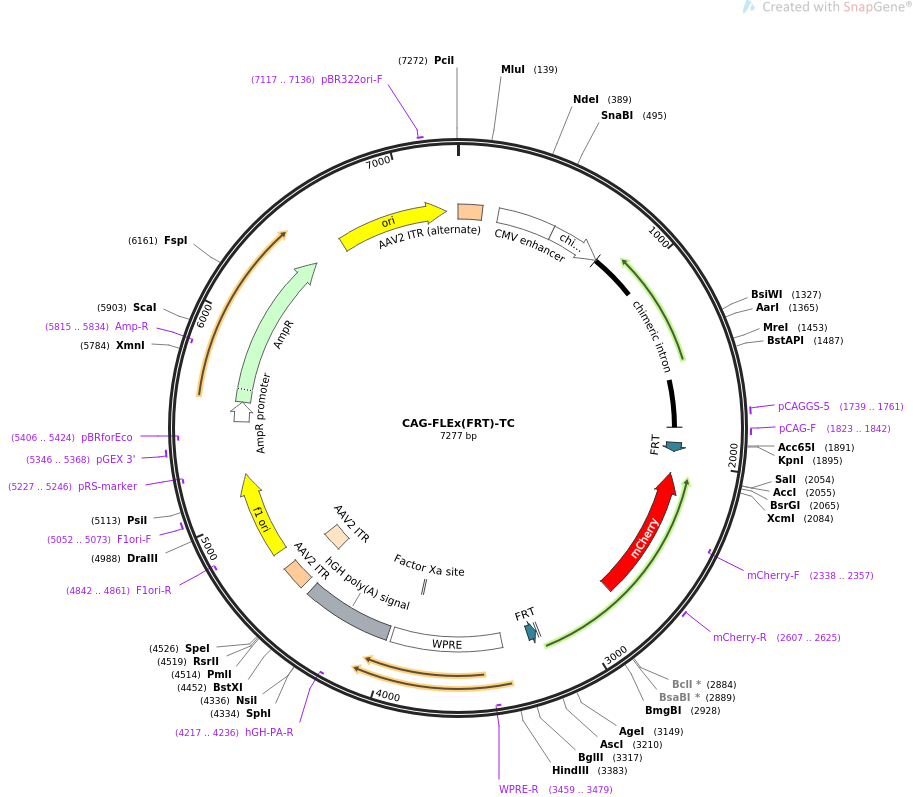 67827-plasmid-map-sequence-id-127049