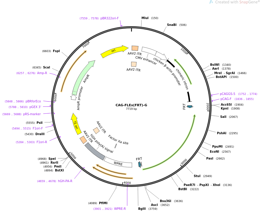 67828-plasmid-map-sequence-id-117710