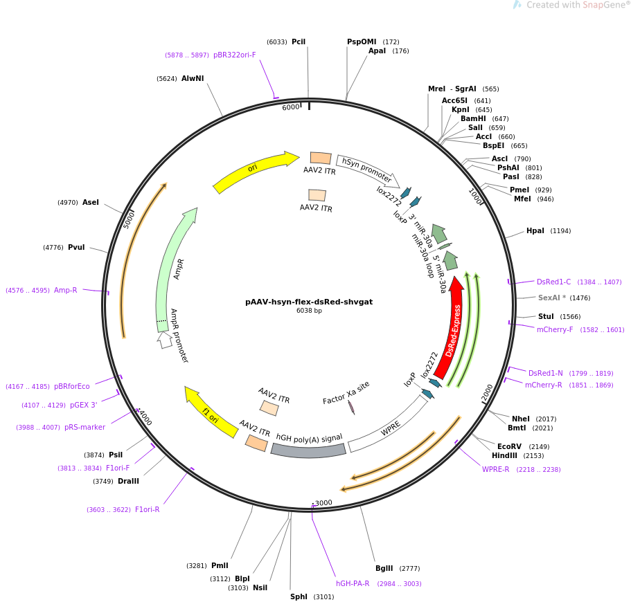 67845-plasmid-map-sequence-id-128335