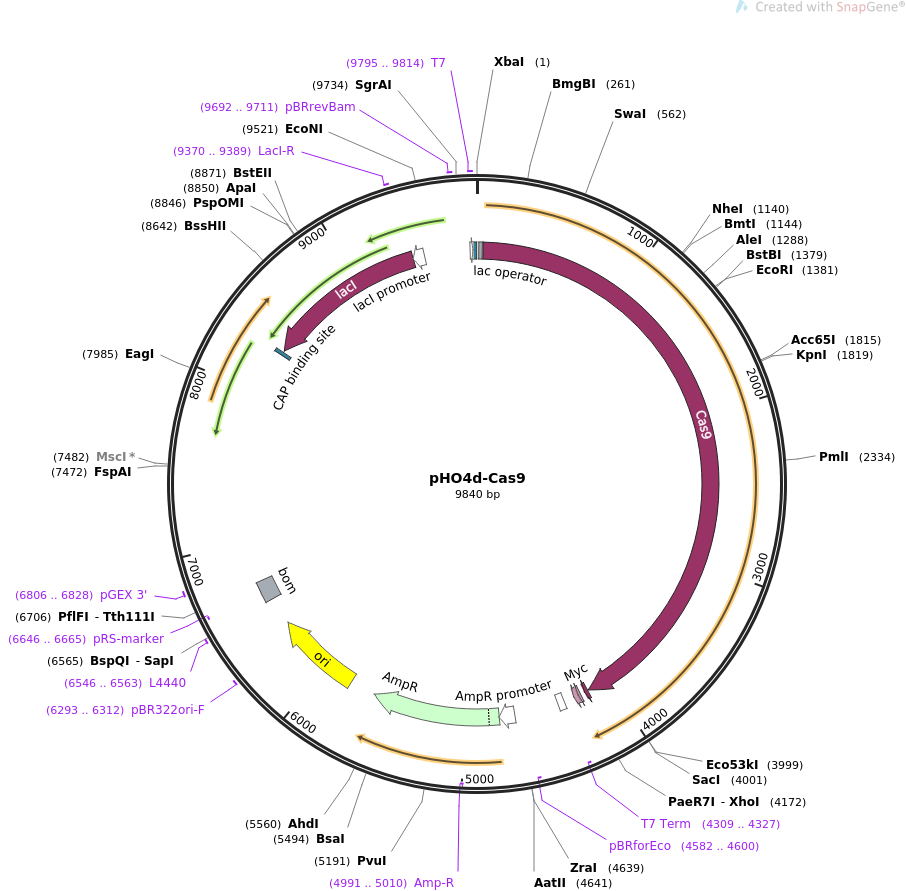 67881-plasmid-map-sequence-id-120935