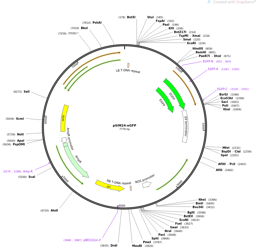 67883-plasmid-map-sequence-id-212459