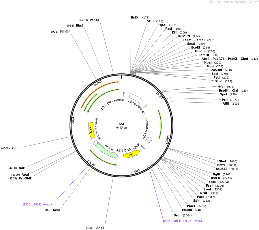 67884-plasmid-map-sequence-id-122696