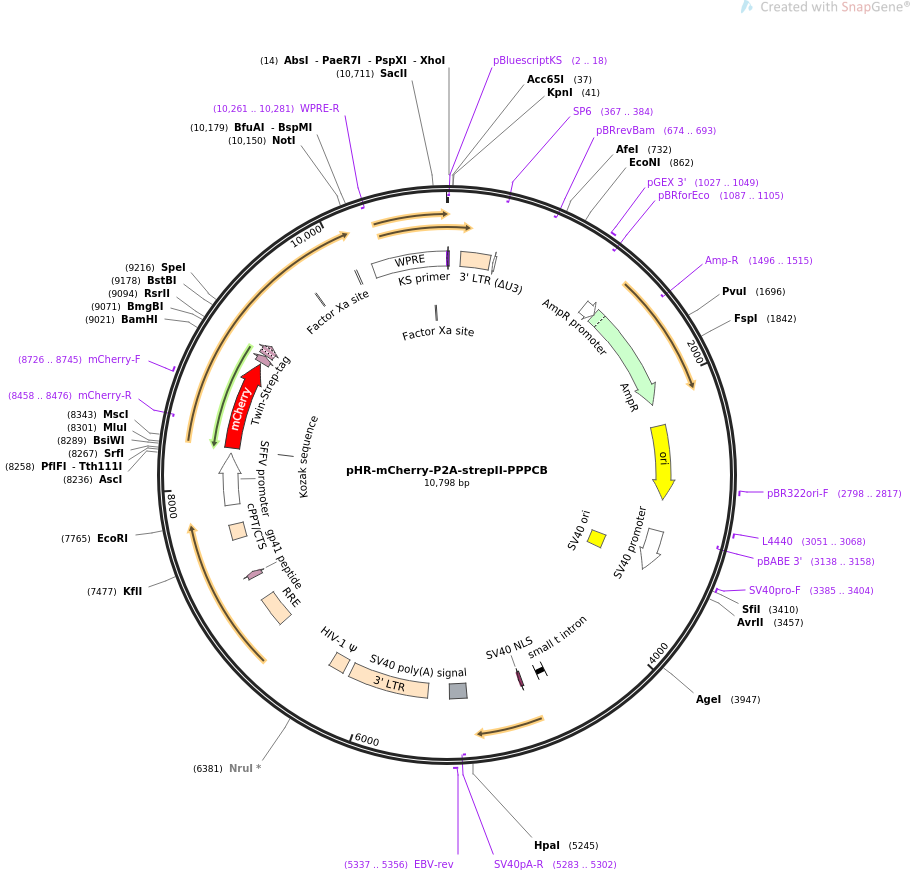 67923-plasmid-map-sequence-id-118316