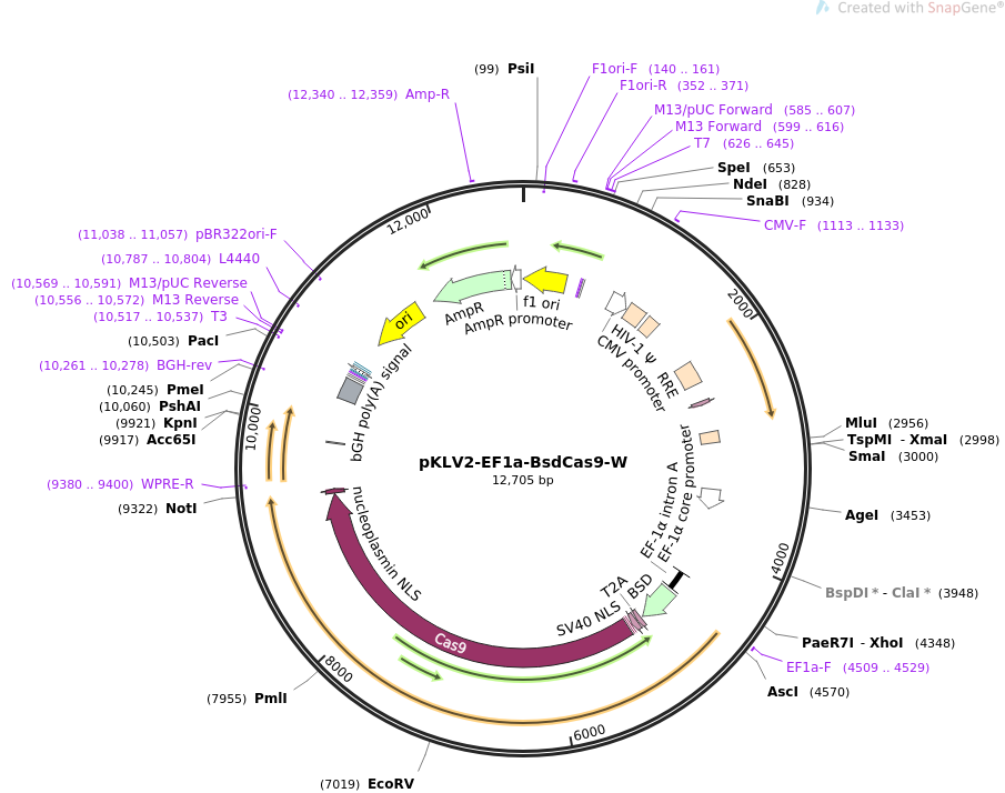 67978-plasmid-map-sequence-id-129399