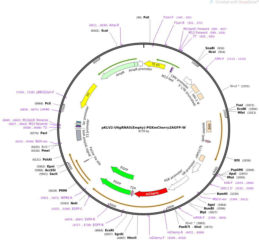 67981-plasmid-map-sequence-id-129401