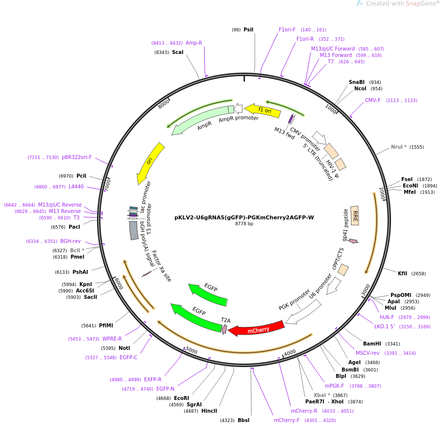 67982-plasmid-map-sequence-id-129405