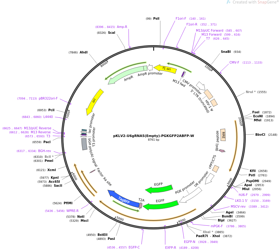 67983-plasmid-map-sequence-id-129403