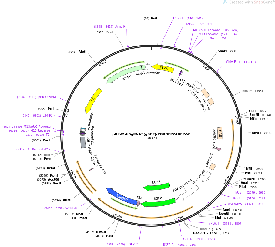 67984-plasmid-map-sequence-id-129402