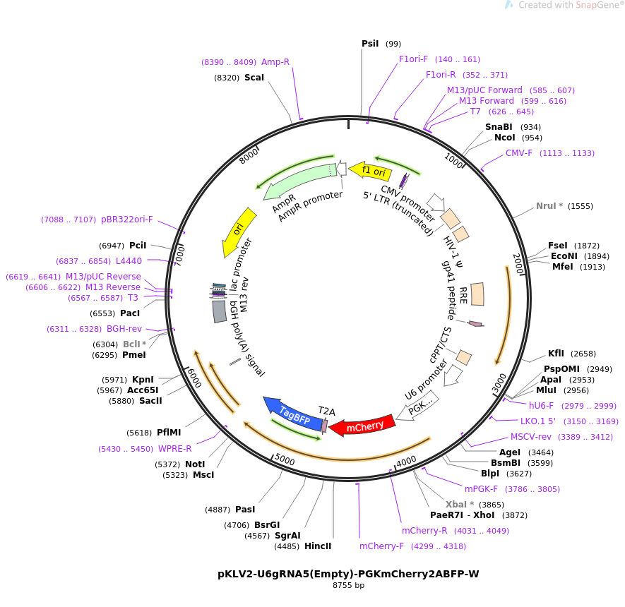 67985-plasmid-map-sequence-id-119603