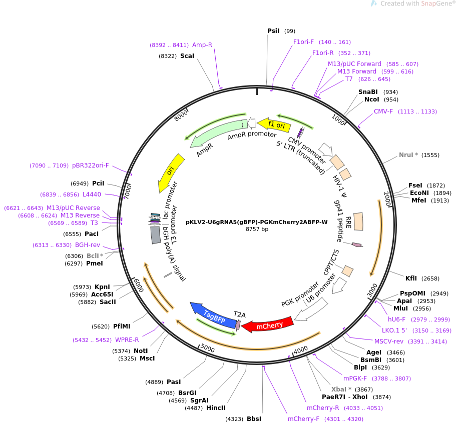 67986-plasmid-map-sequence-id-119604