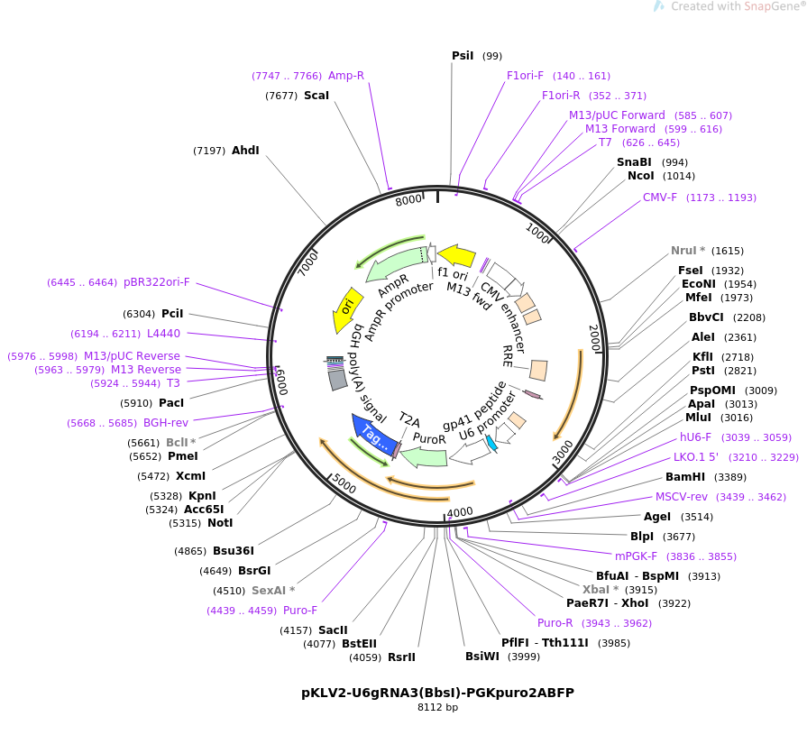 67990-plasmid-map-sequence-id-119608