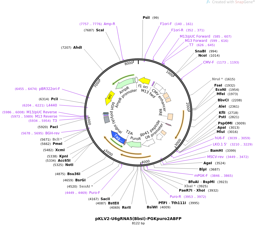 67991-plasmid-map-sequence-id-119609