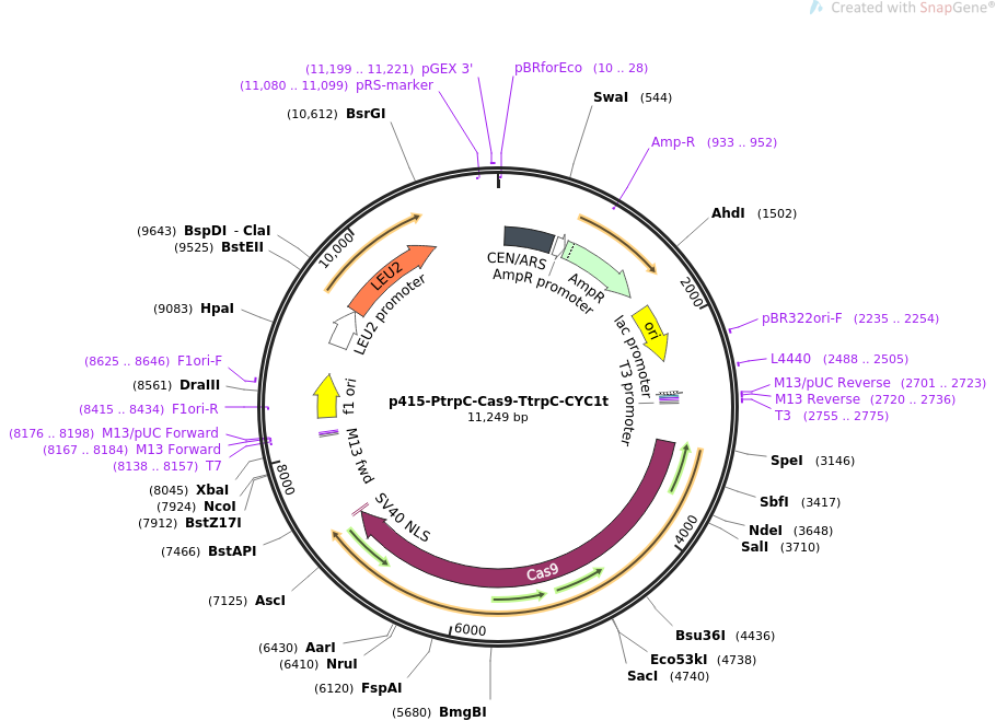 68059-plasmid-map-sequence-id-128457