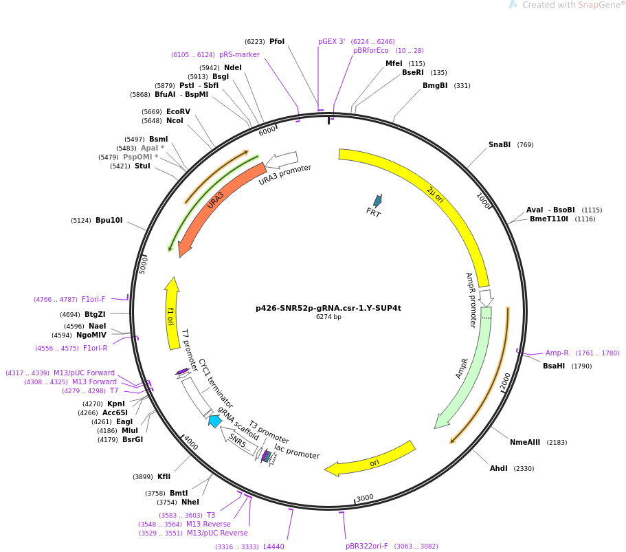 68060-plasmid-map-sequence-id-123094