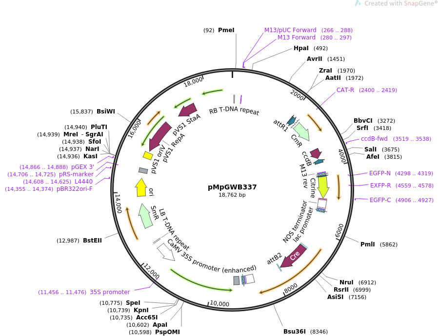 68061-plasmid-map-sequence-id-124390