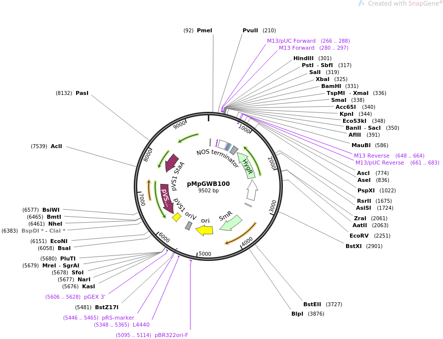 68062-plasmid-map-sequence-id-118619