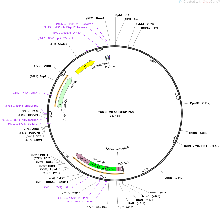 68119-plasmid-map-sequence-id-394850