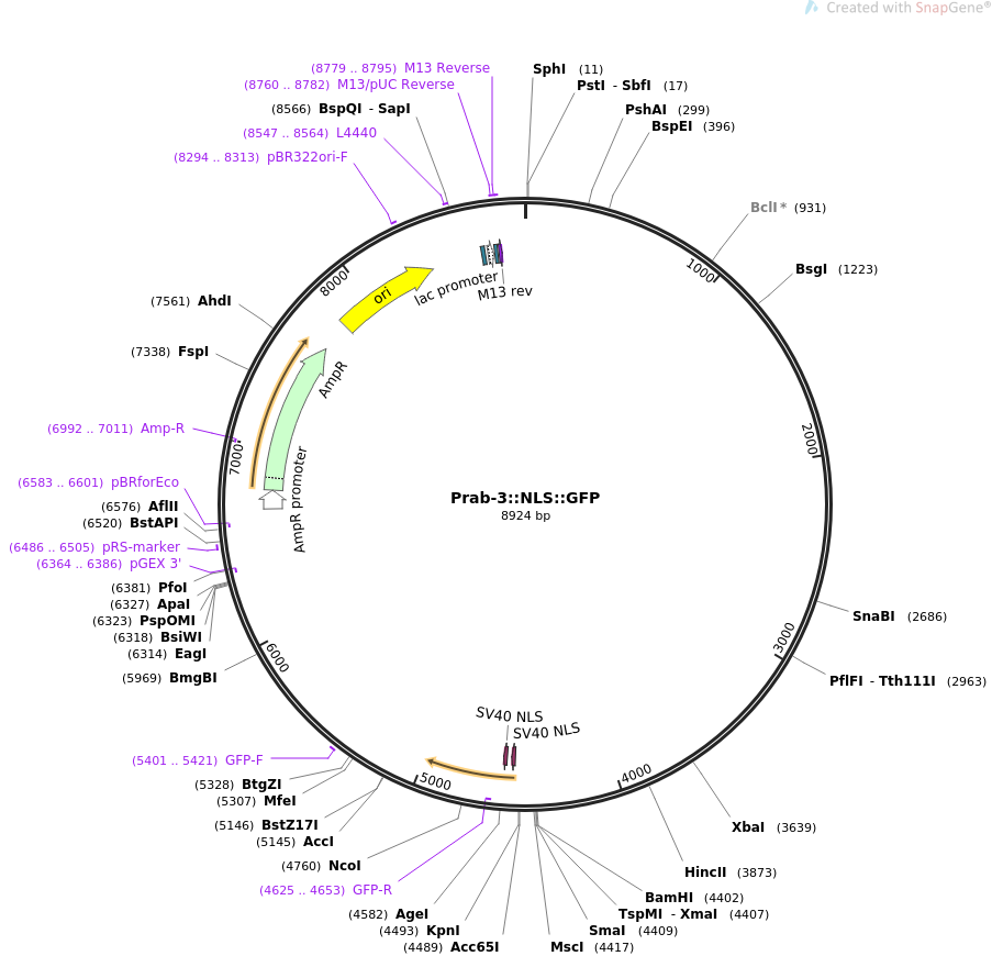 68120-plasmid-map-sequence-id-118758