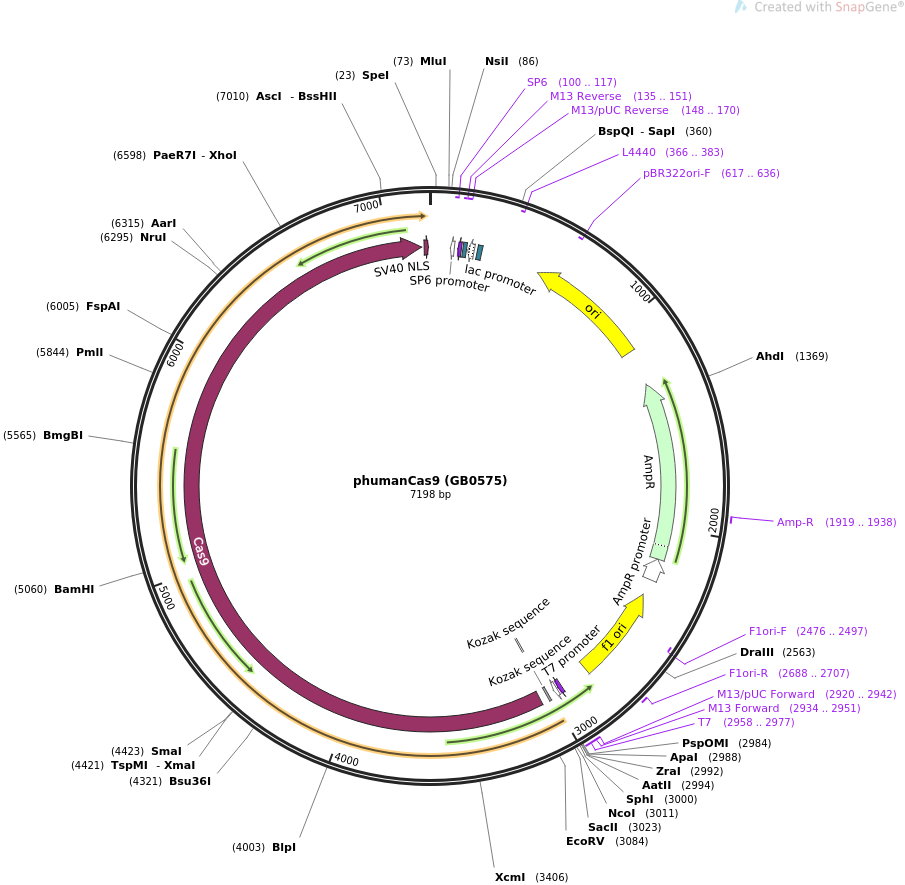 68206-plasmid-map-sequence-id-127341