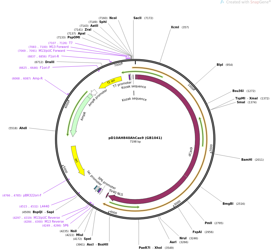 68207-plasmid-map-sequence-id-135575