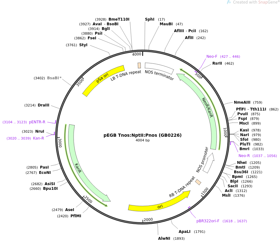 68212-plasmid-map-sequence-id-126677