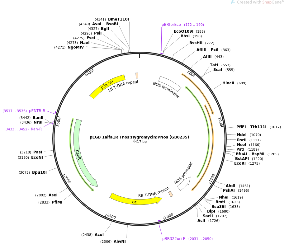 68213-plasmid-map-sequence-id-128337