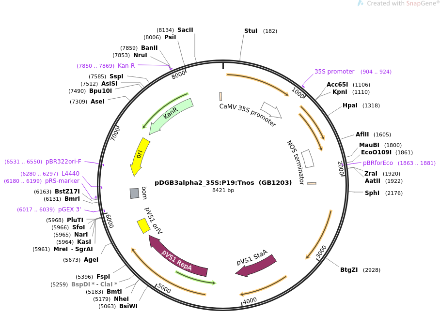 68214-plasmid-map-sequence-id-119066