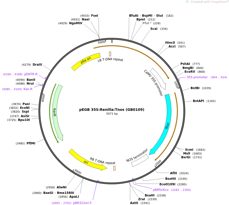 68215-plasmid-map-sequence-id-128341