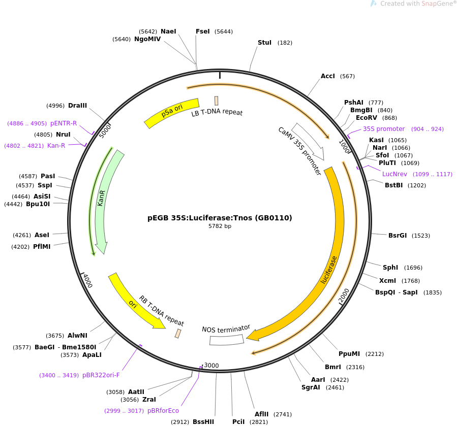 68216-plasmid-map-sequence-id-128345