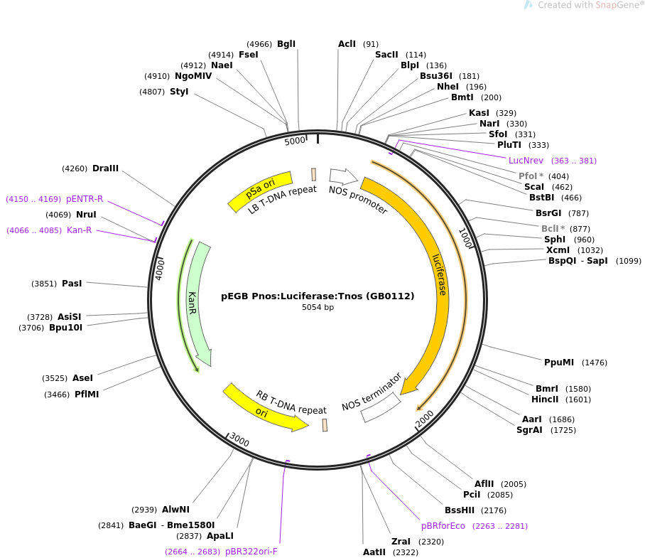 68217-plasmid-map-sequence-id-128348