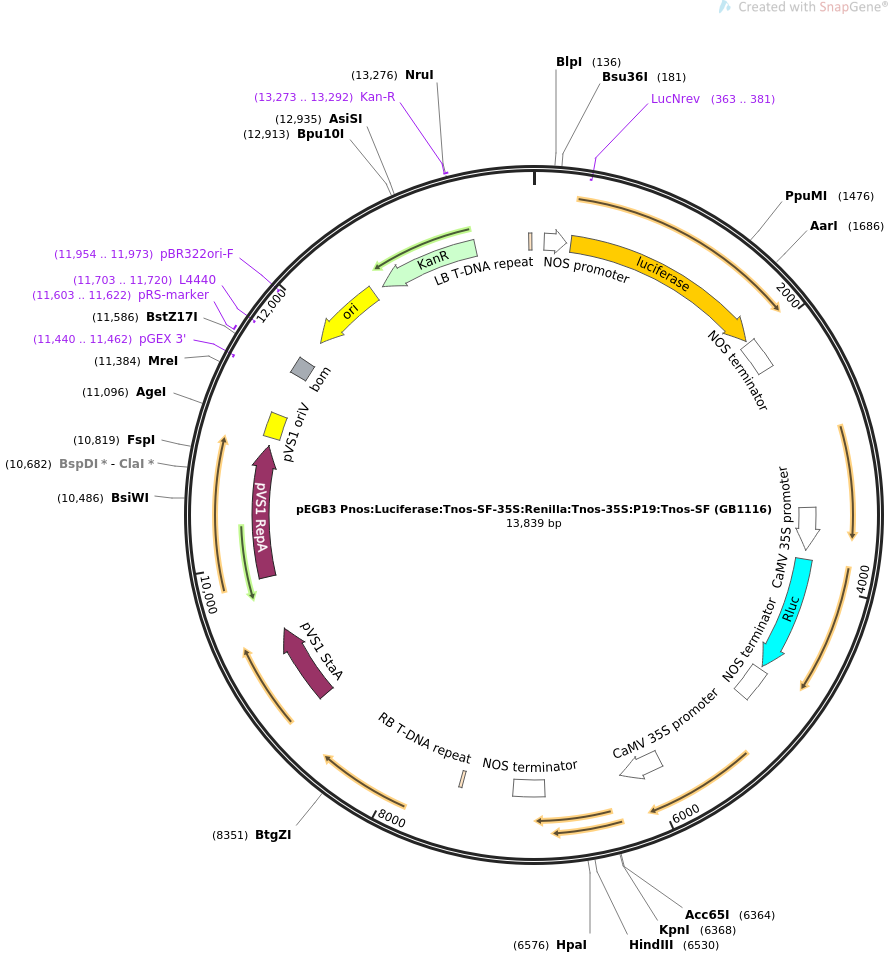 68218-plasmid-map-sequence-id-135582