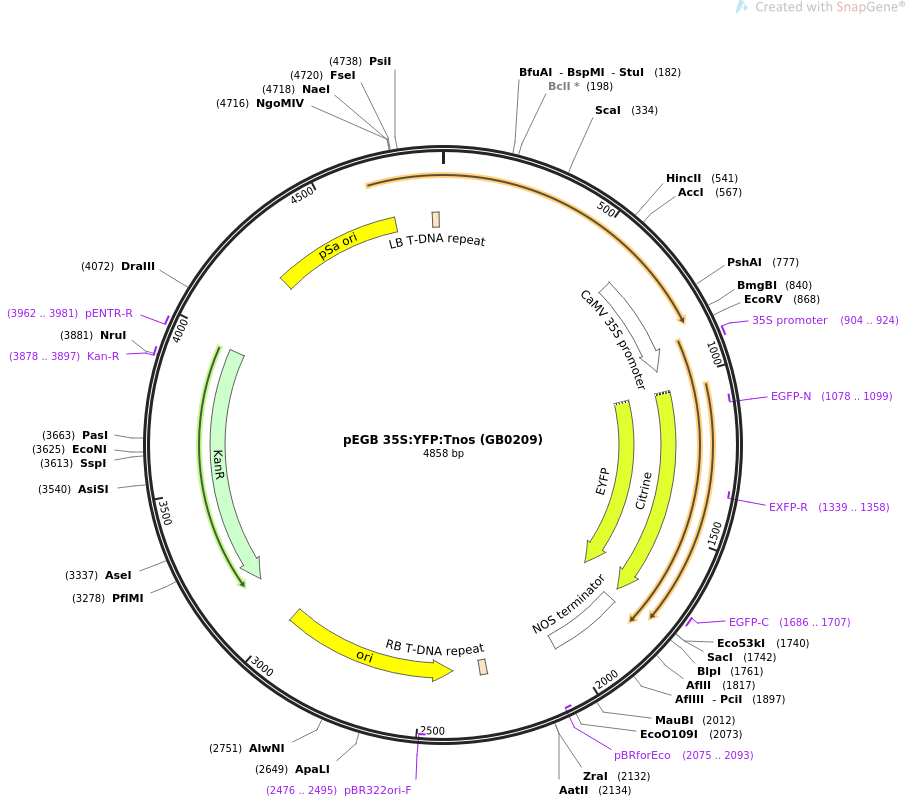 68219-plasmid-map-sequence-id-128350