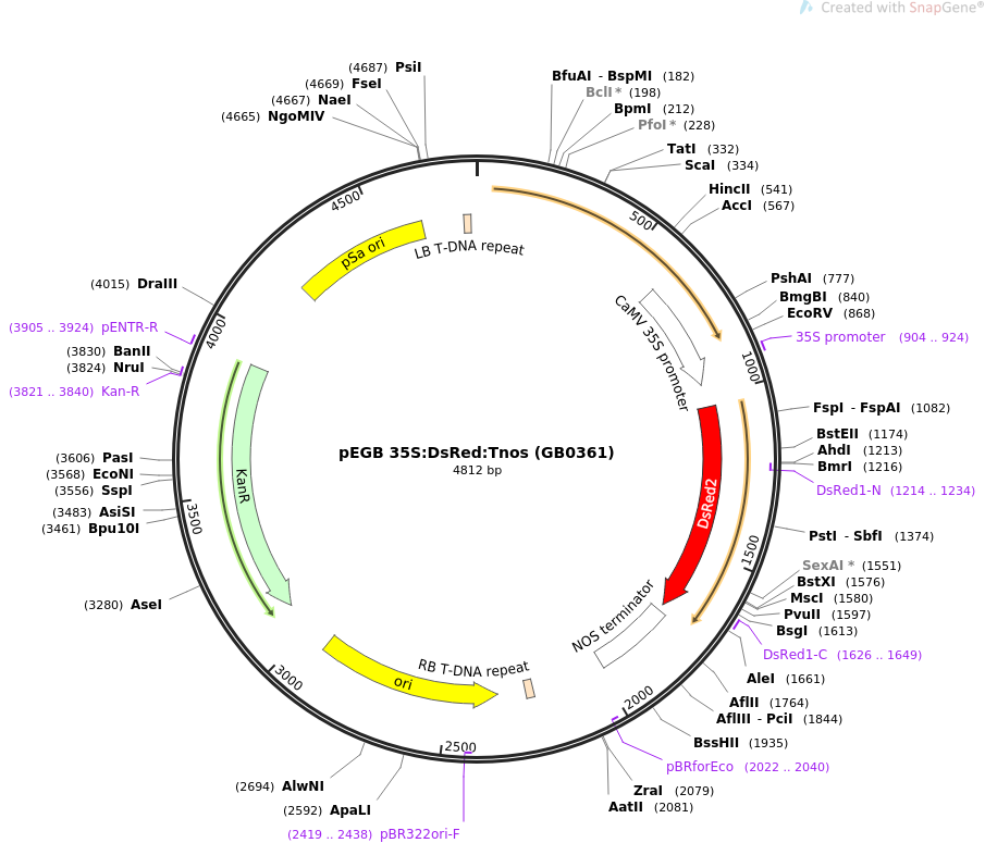 68220-plasmid-map-sequence-id-128360