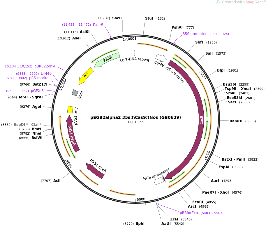 68222-plasmid-map-sequence-id-119074