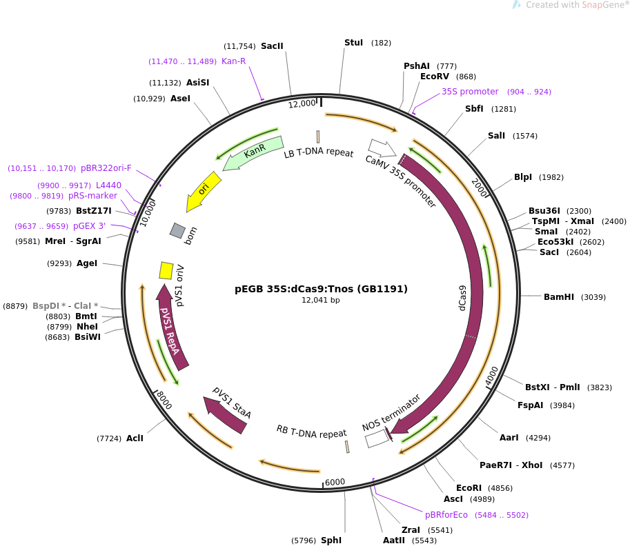 68223-plasmid-map-sequence-id-135584