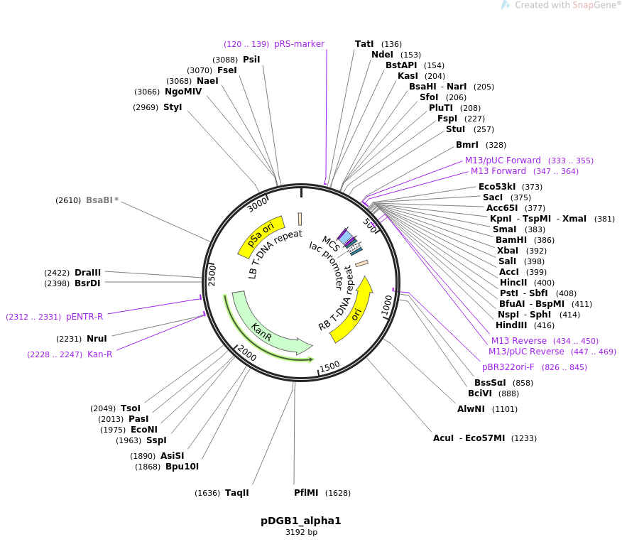 68224-plasmid-map-sequence-id-135585