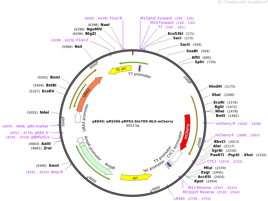 68274-plasmid-map-sequence-id-119429