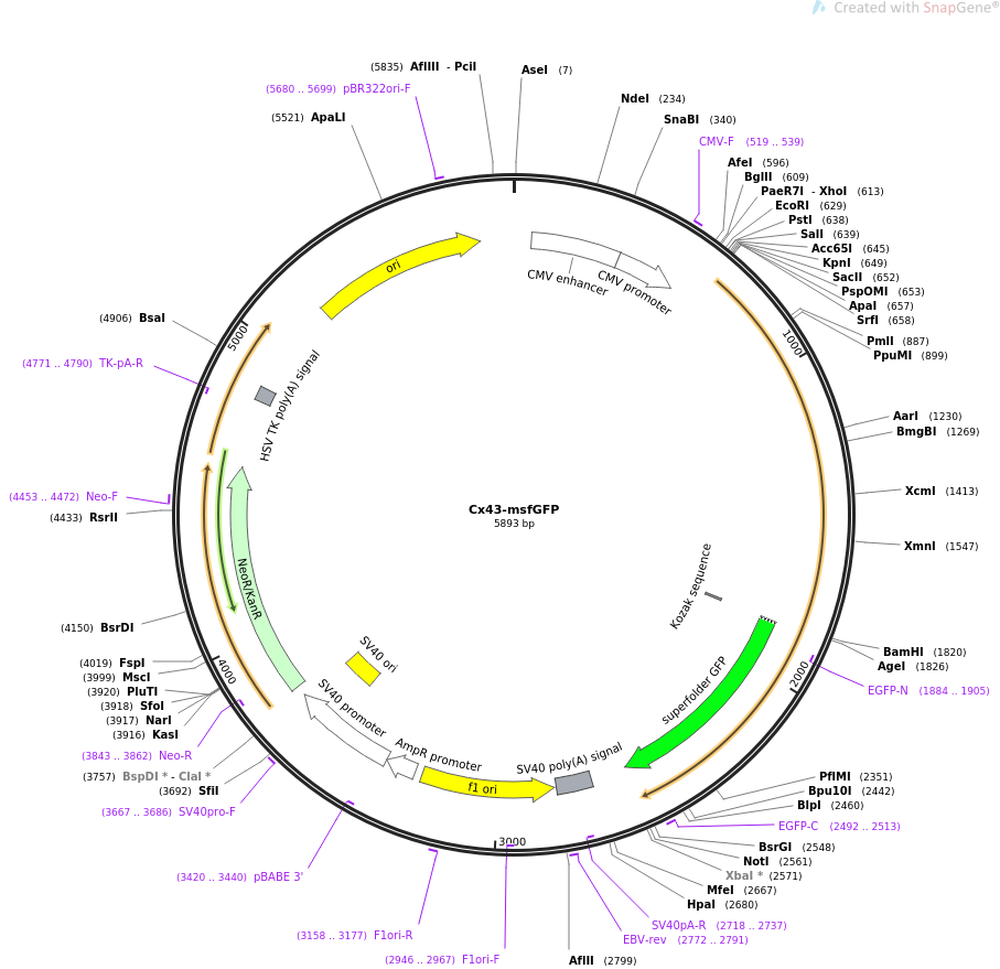 69007-plasmid-map-sequence-id-121423