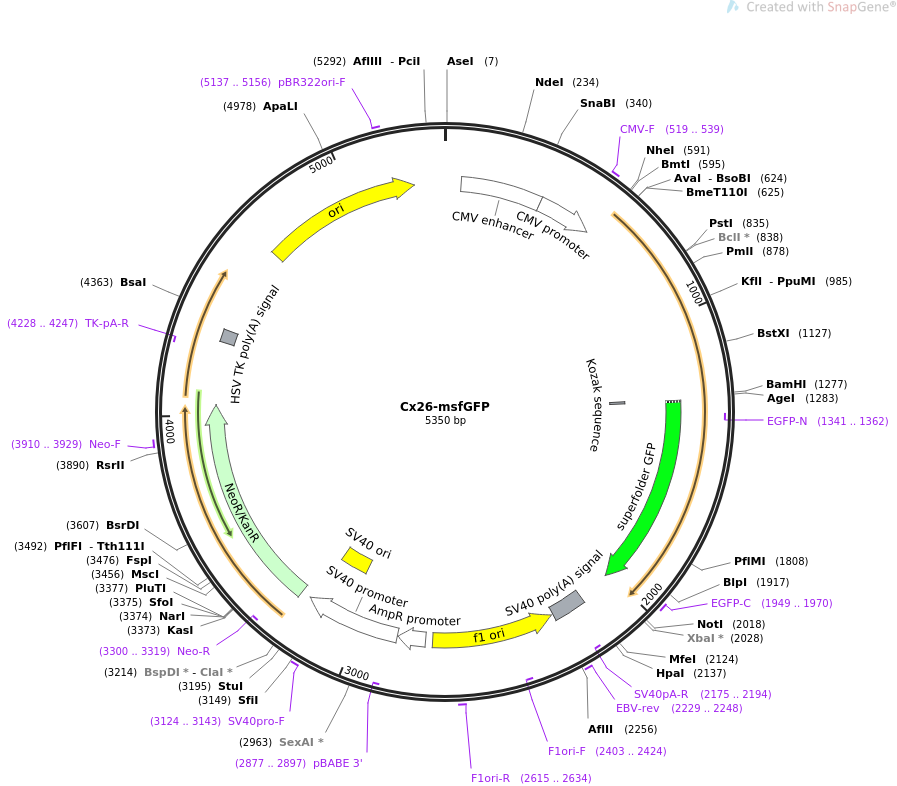 69016-plasmid-map-sequence-id-124712