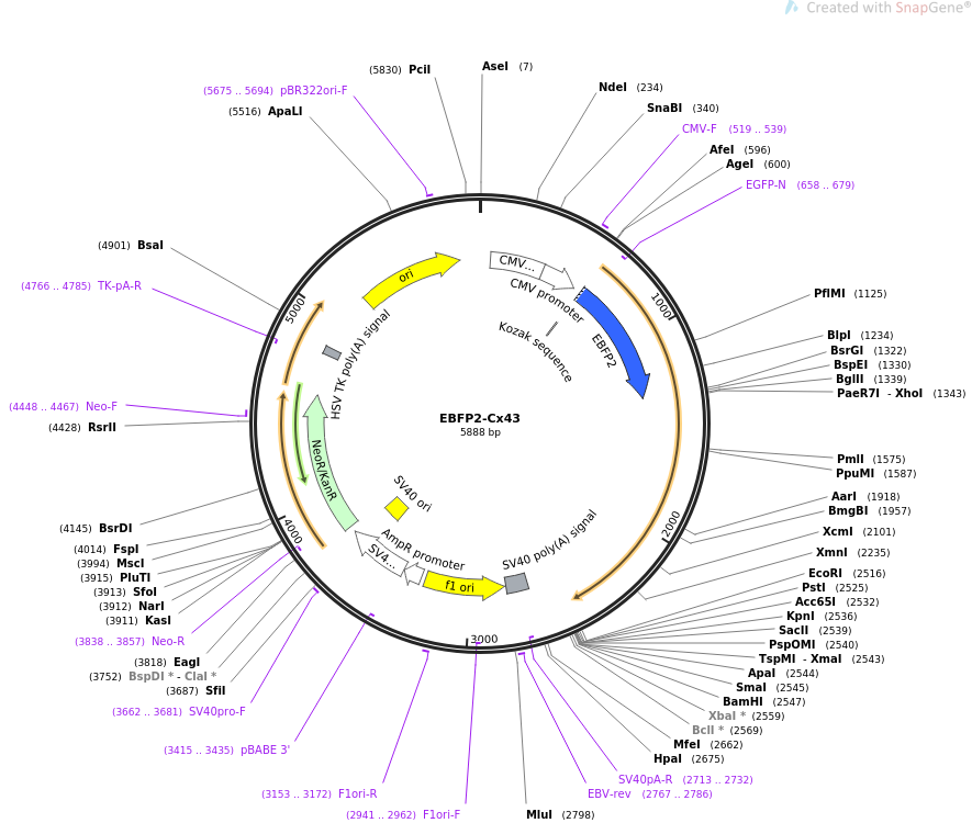 69020-plasmid-map-sequence-id-124710