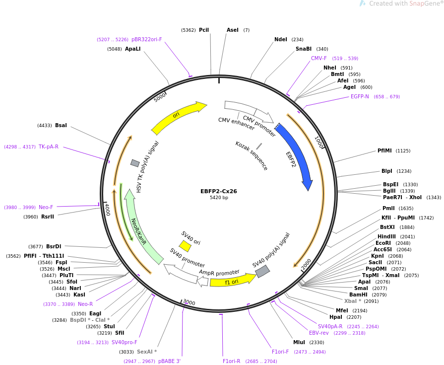 69021-plasmid-map-sequence-id-127473