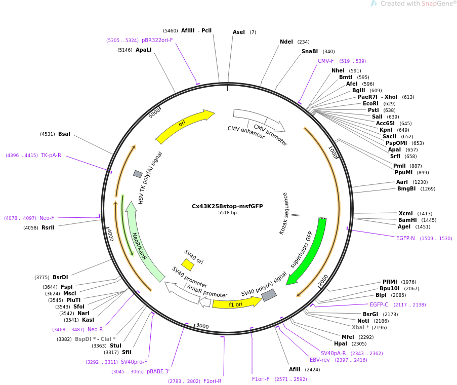 69023-plasmid-map-sequence-id-124708