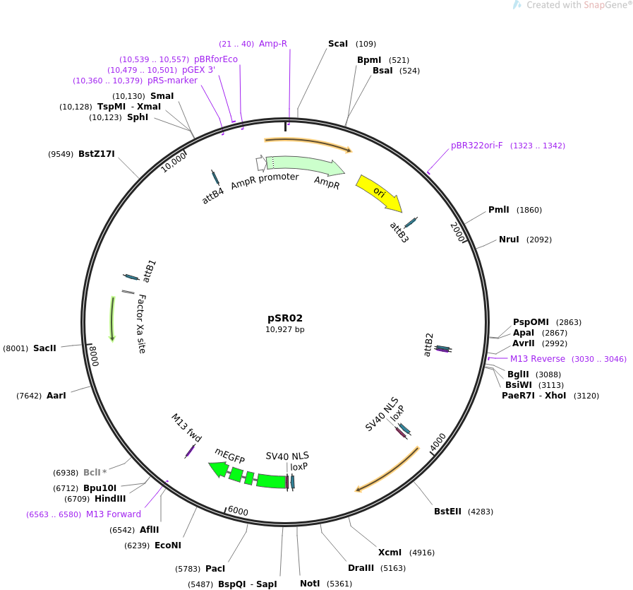 69149-plasmid-map-sequence-id-121928