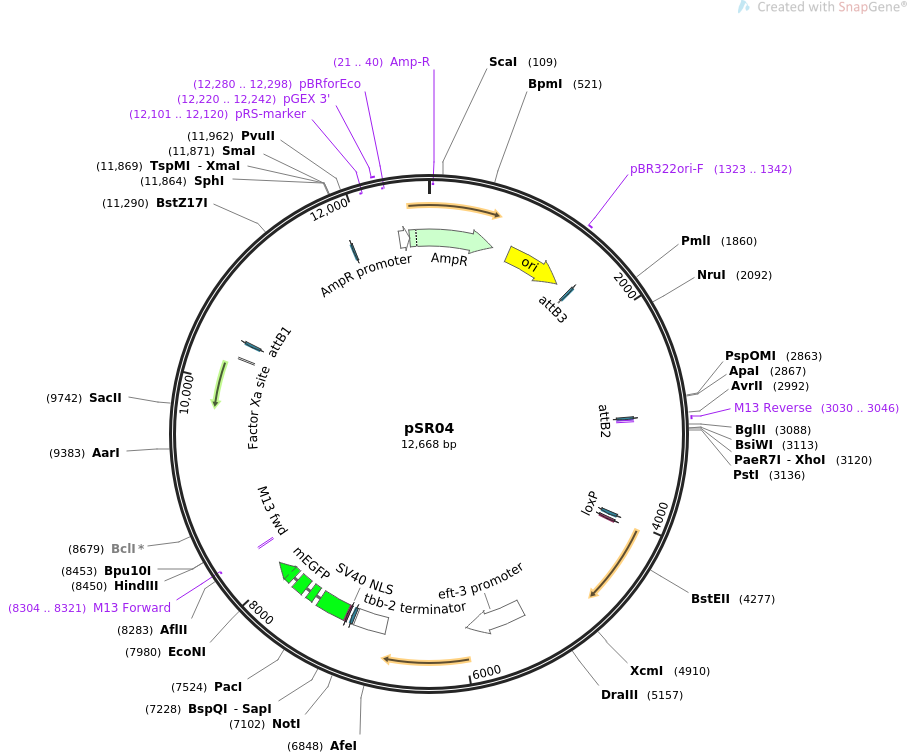 69151-plasmid-map-sequence-id-125046