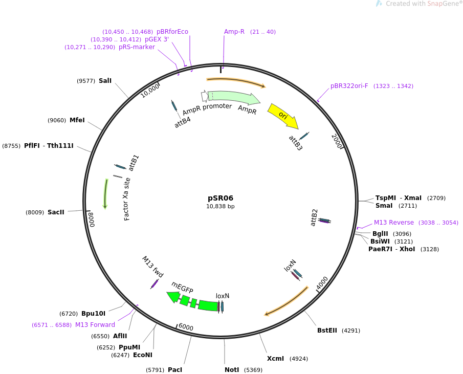 69152-plasmid-map-sequence-id-121935