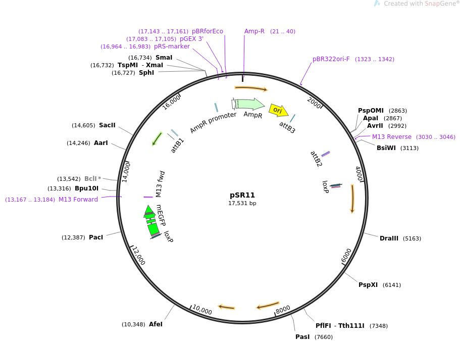 69154-plasmid-map-sequence-id-121937