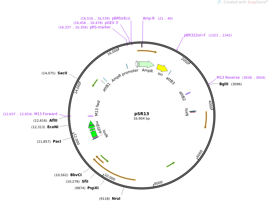 69155-plasmid-map-sequence-id-121941