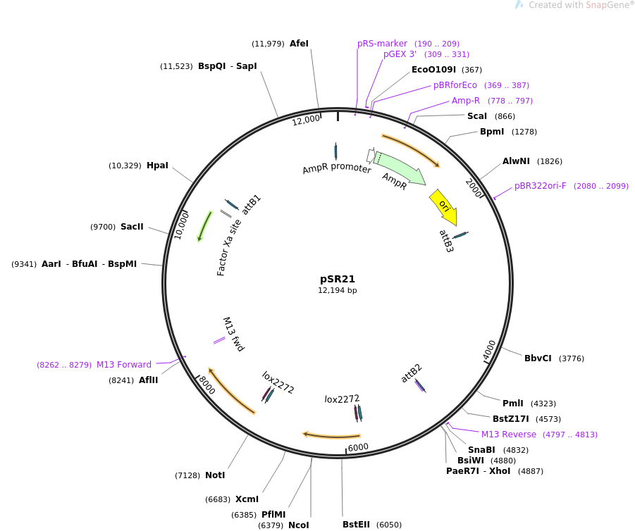 69156-plasmid-map-sequence-id-121946