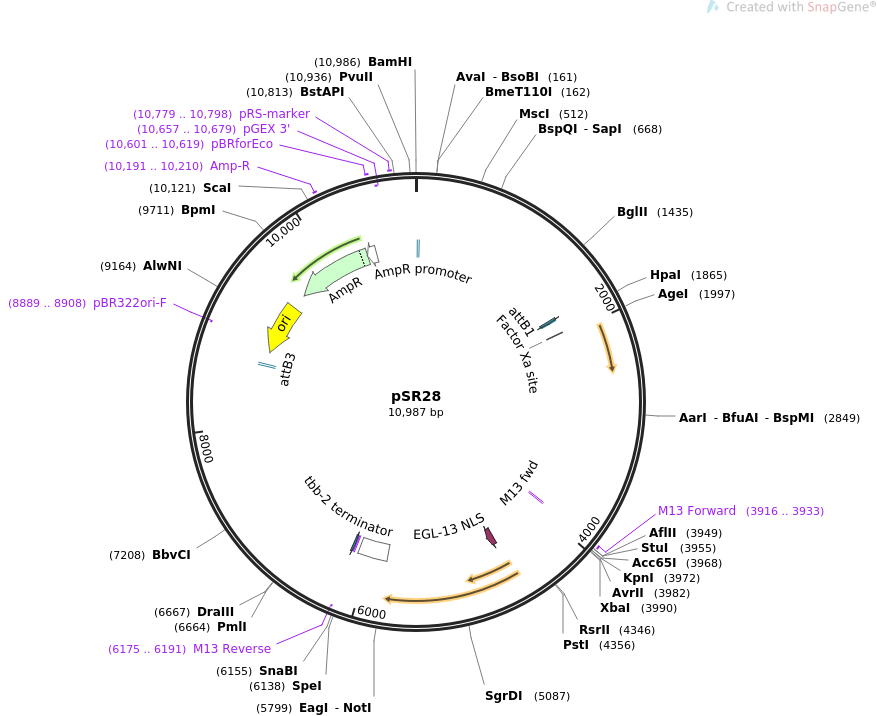 69253-plasmid-map-sequence-id-122061