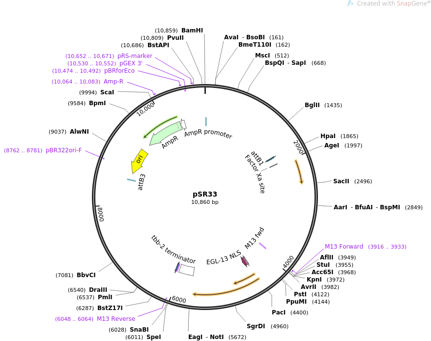 69254-plasmid-map-sequence-id-122062